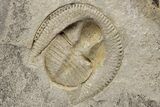 Trinucleid (Declivolithus) Trilobite Pos/Neg - Mecissi, Morocco #227870-2